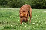 DOGUE DE BORDEAUX 265